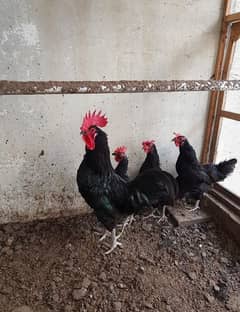 australorp trio