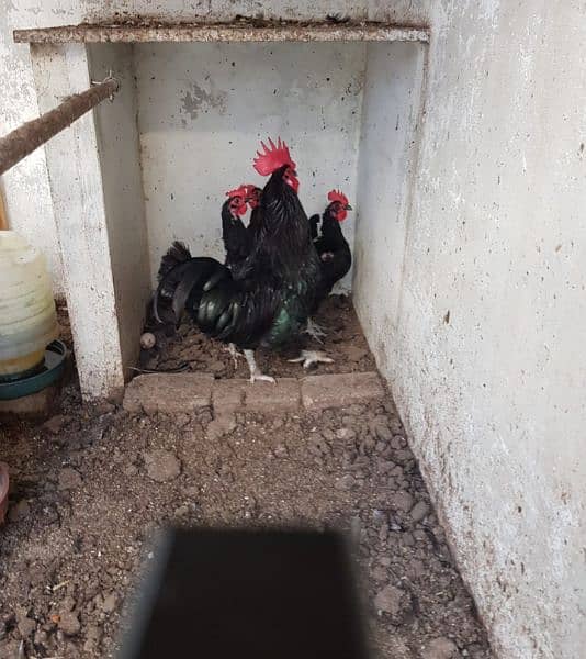 australorp trio 1