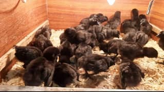 Ayam cimani gry tung chickes 4 sale