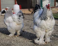 Light Columbian Brahma Chicks