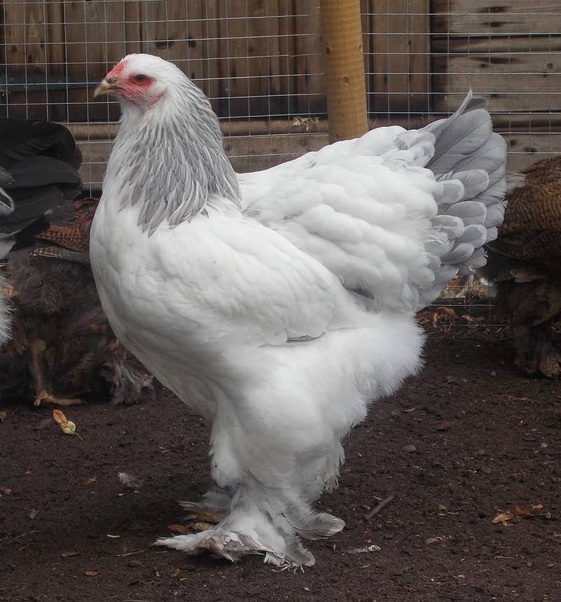 Light Columbian Brahma Chicks 2