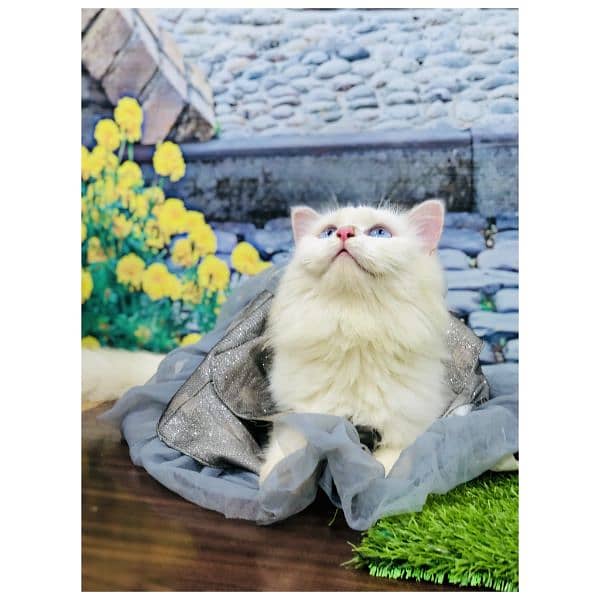 Persian hamalian british punch face piki face cat's and kitten's 4