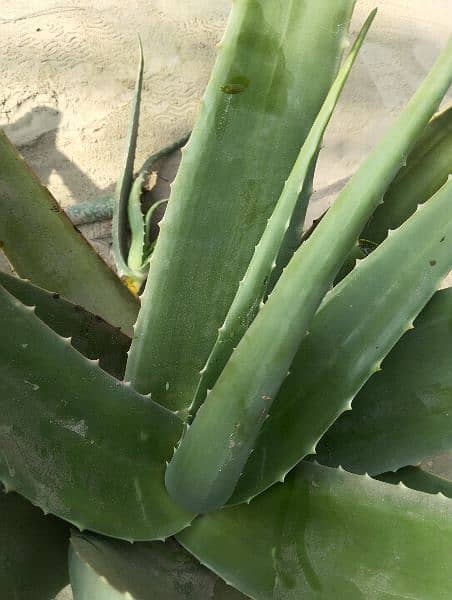 Fresh Aloe Vera Use By Skin Hair And Fresh Juice 0