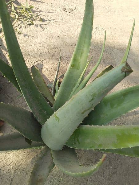 Fresh Aloe Vera Use By Skin Hair And Fresh Juice 1