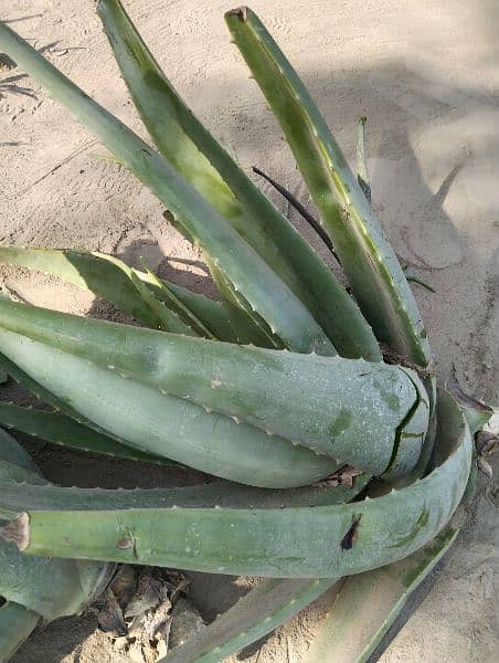 Fresh Aloe Vera Use By Skin Hair And Fresh Juice 3