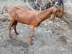 Sahiwal nasal ke barkri 1.5 letter milk de rhi ha sath pregnant ha 0