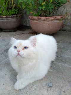 Persian Male For sale