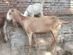 pregnant bakri for sale 03052593845