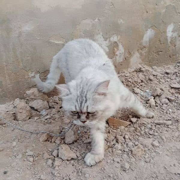 Russian cat 3