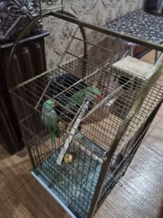 raw parrot  for sale