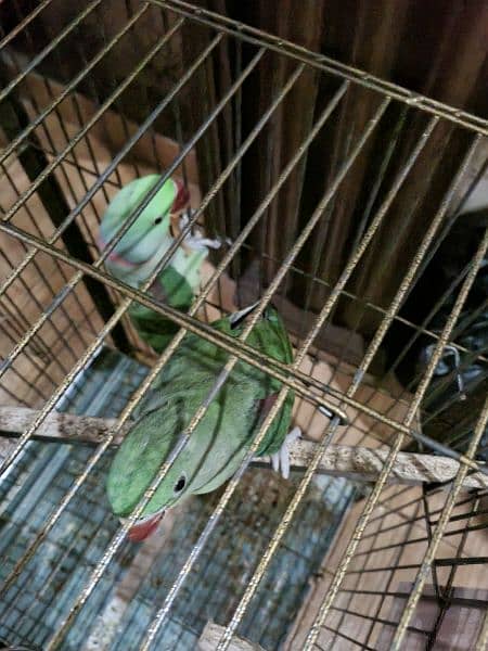 raw parrot  for sale 1