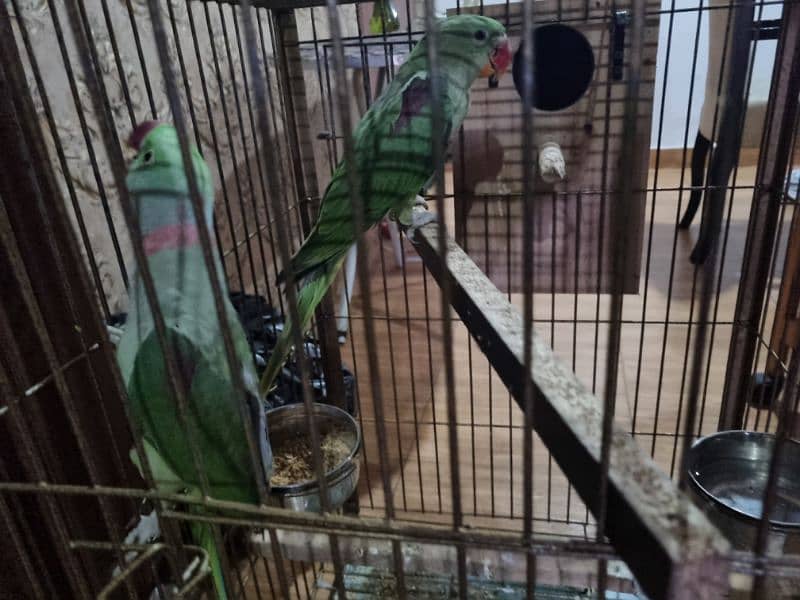 raw parrot  for sale 2