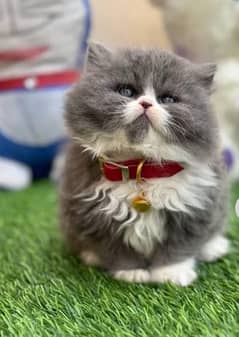 kittens cats Persian British shorthair maincoone