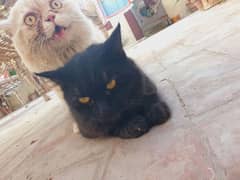 pure punch face male and persian black with yellow eyes pair 0