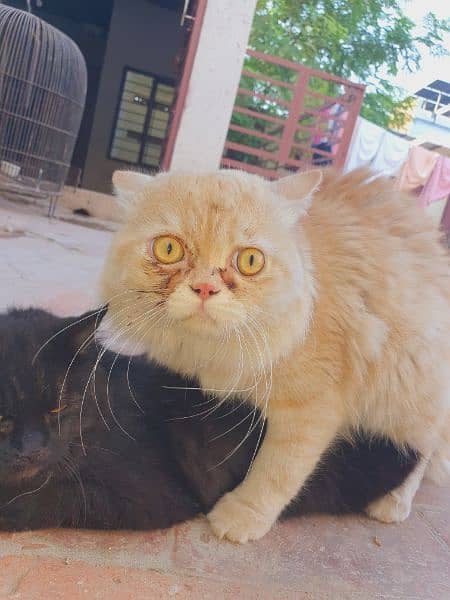 pure punch face male and persian black with yellow eyes pair 2