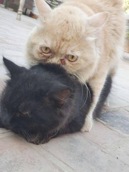 pure punch face male and persian black with yellow eyes pair 4