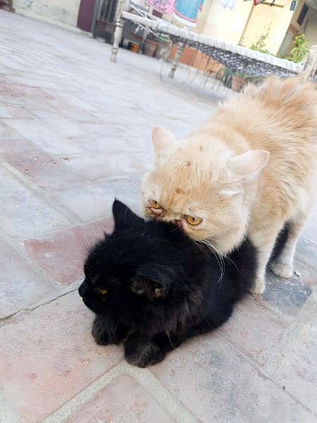 pure punch face male and persian black with yellow eyes pair 5