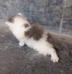 persian bi color male kitten triple coat near to punch. . 03186482788