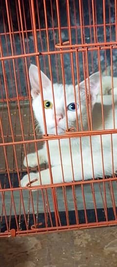 Persian doll face ODD Eyes Blue/yellow cat available health & playing