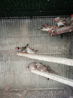 Finches Breeder Pair 0