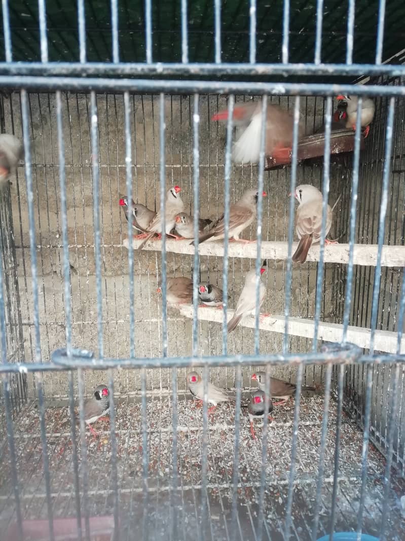 Finches Breeder Pair 1