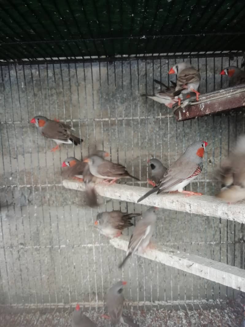 Finches Breeder Pair 4