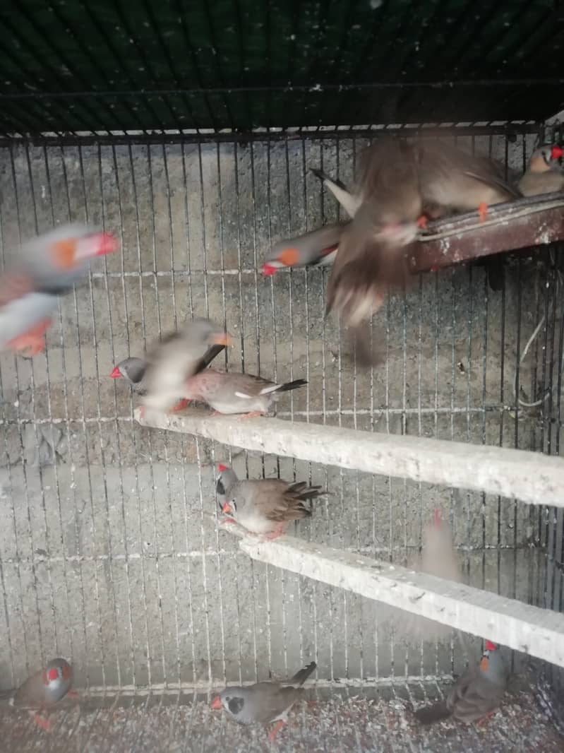 Finches Breeder Pair 6