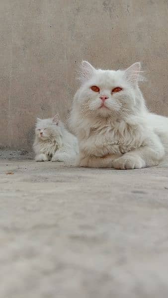 Persian stud male Cat 4