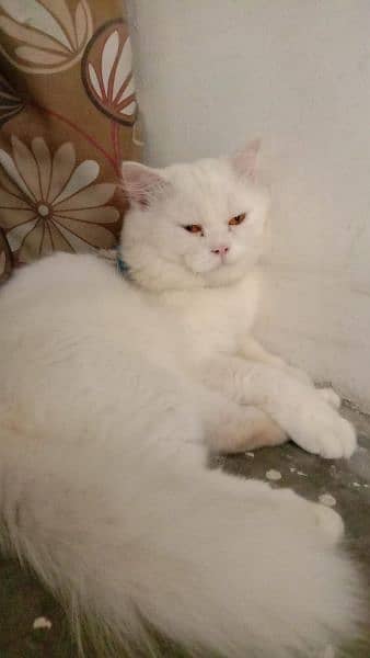 Persian stud male Cat 5