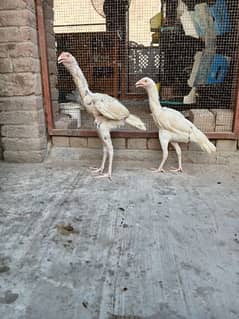 aseel quality pair or extra female breedr