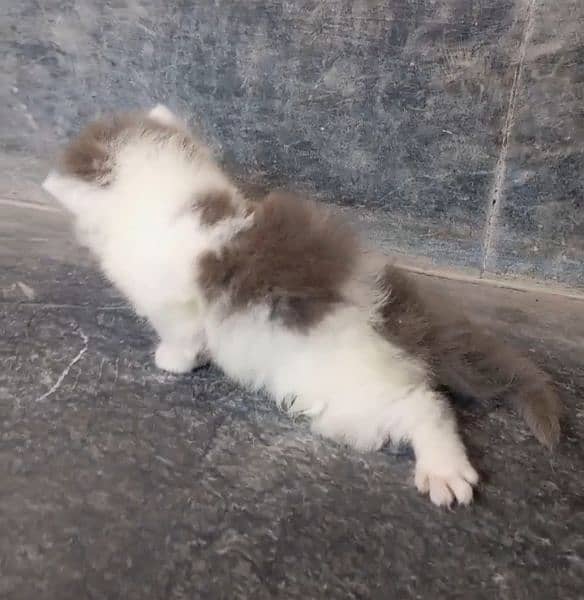 persian punch face male kitten for sale 1