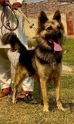 Baljim shepherd male full security guard dog for sale 0