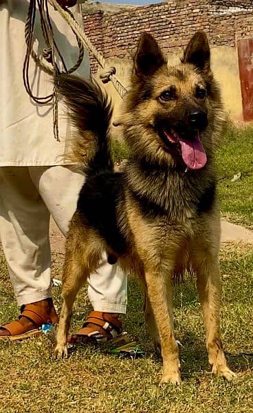 Baljim shepherd male full security guard dog for sale 1