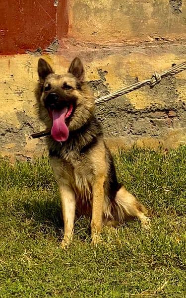 Baljim shepherd male full security guard dog for sale 2