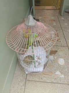 birds cage