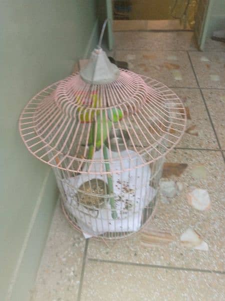 birds cage 0