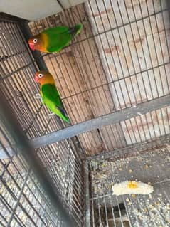 All bird's for sale with 2 cage's