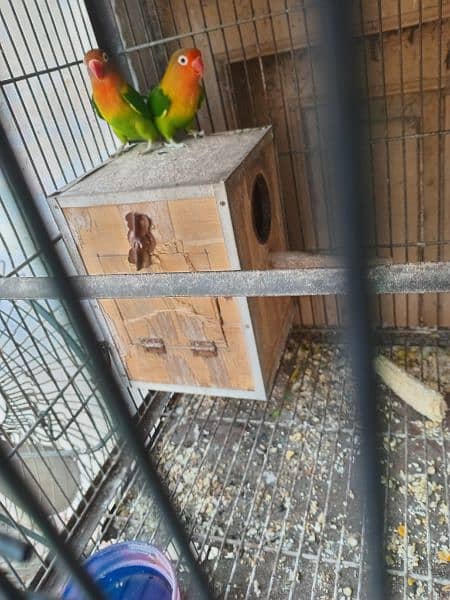 All bird's for sale with 2 cage's 1