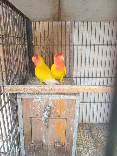 All bird's for sale with 2 cage's 2