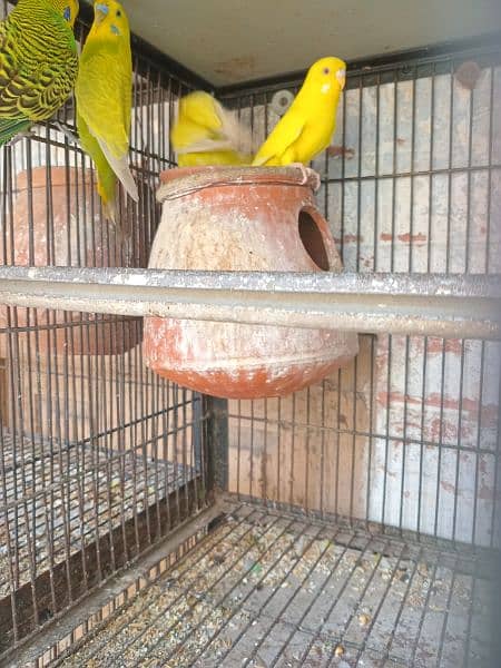 All bird's for sale with 2 cage's 3