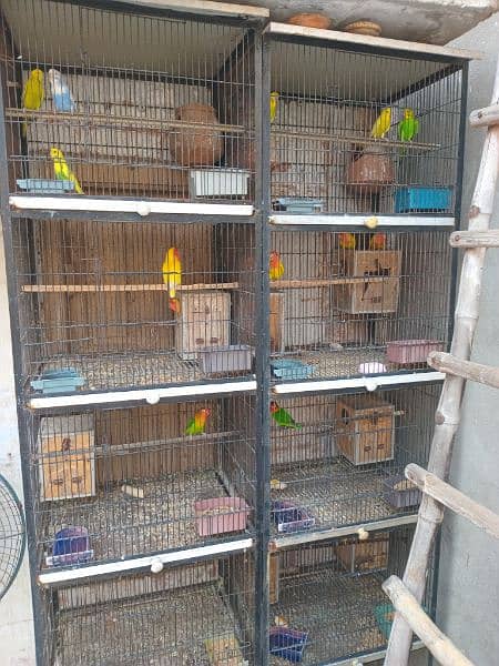 All bird's for sale with 2 cage's 4