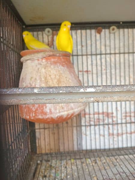 All bird's for sale with 2 cage's 5