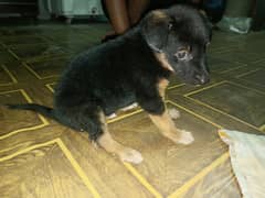 German shepherd puppy urgent sale 0