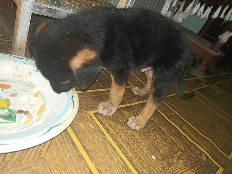 German shepherd puppy urgent sale 2