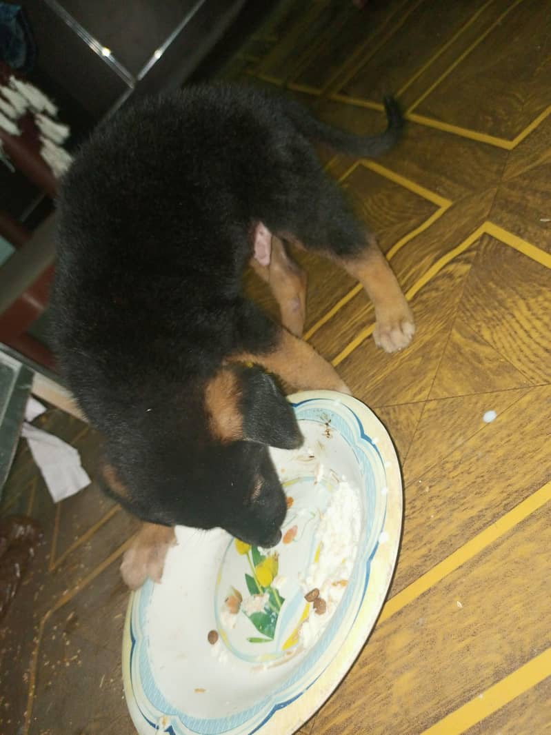 German shepherd puppy urgent sale 3