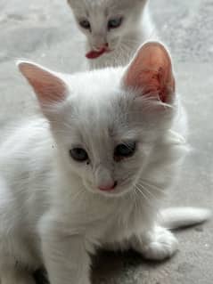 Double Coat Persian Kittens