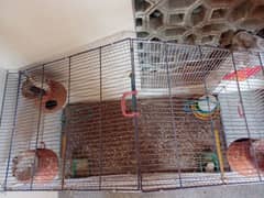 3 Finches Pair with cage