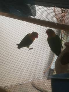 Green fisher lovebirds breeder pair 0