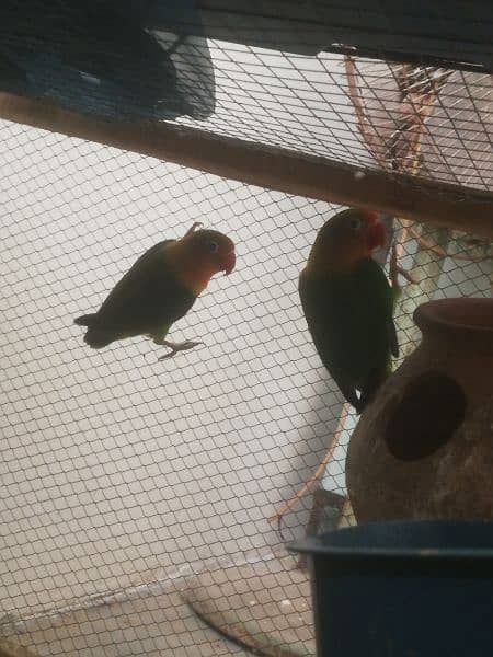 Green fisher lovebirds breeder pair 1