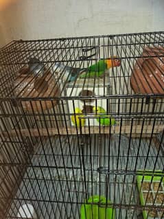 black wing pair 1 budgies pair red too black or 1 love bird